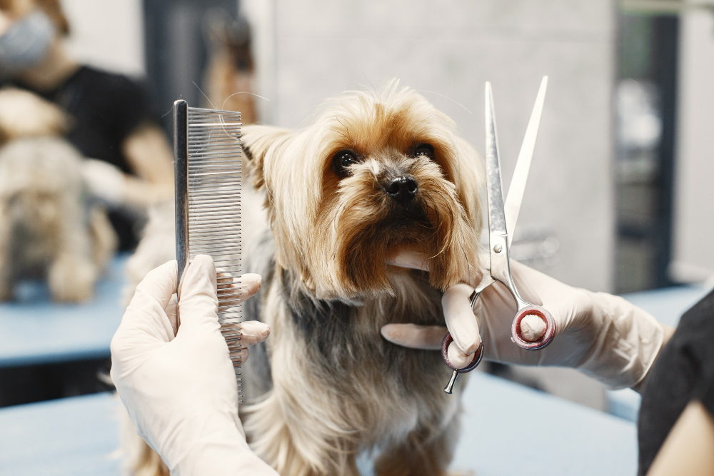 grooming tools for dogs